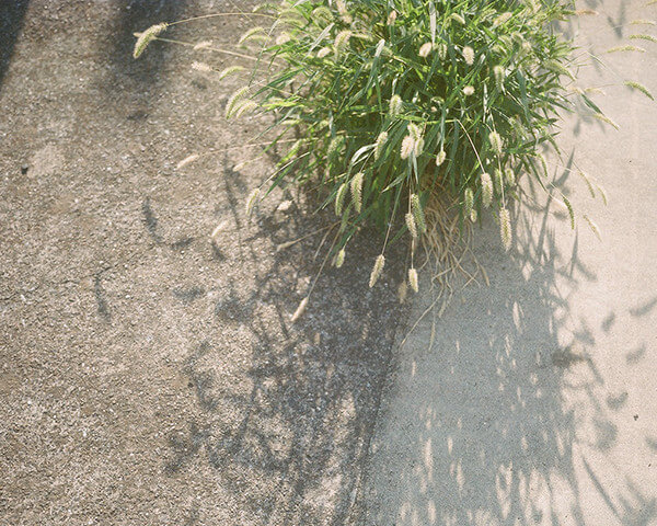 エノコログサの写真