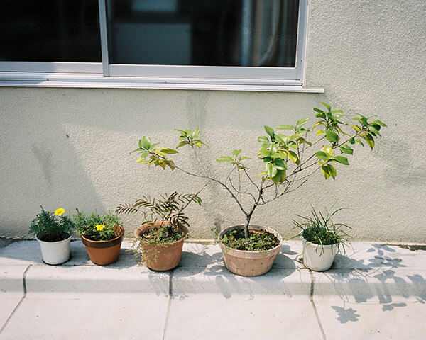 ５つの植木鉢の写真